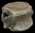 Edmontosaurus (Hadrosaur) Vertebrae - Montana #57985-1